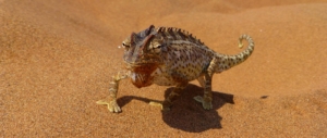 chamaeleon-namib-wueste-puretreks-2