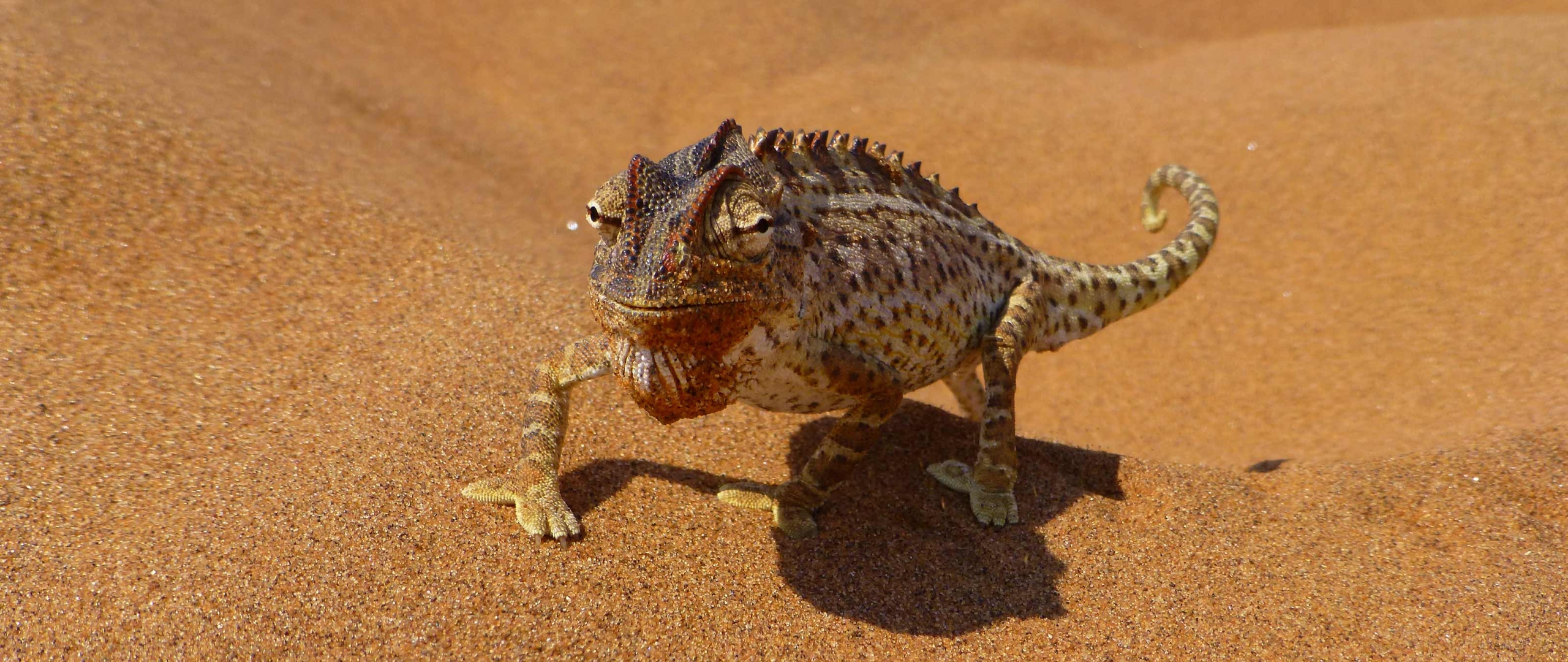 chamaeleon-namib-wueste-puretreks-2