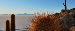kakteen-insel-salar-de-uyuni-bolivien