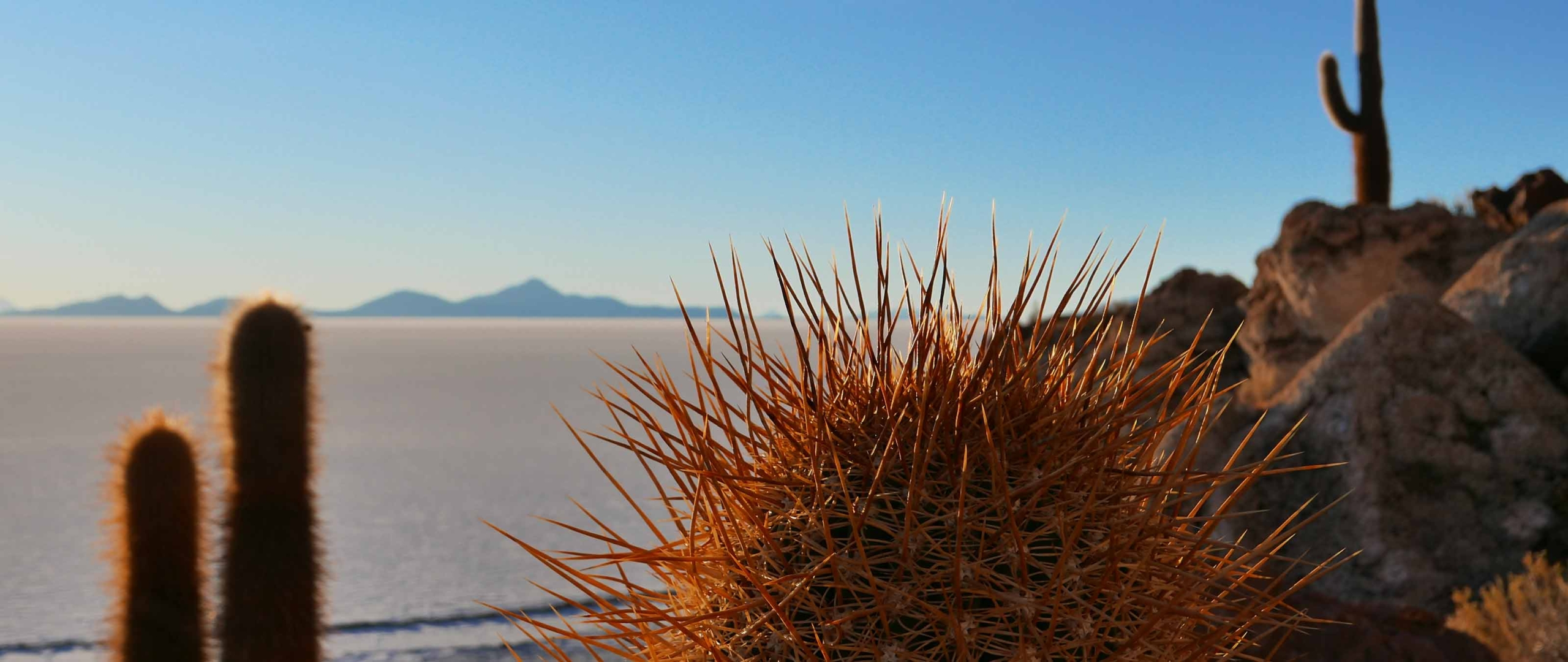kakteen-insel-salar-de-uyuni-bolivien