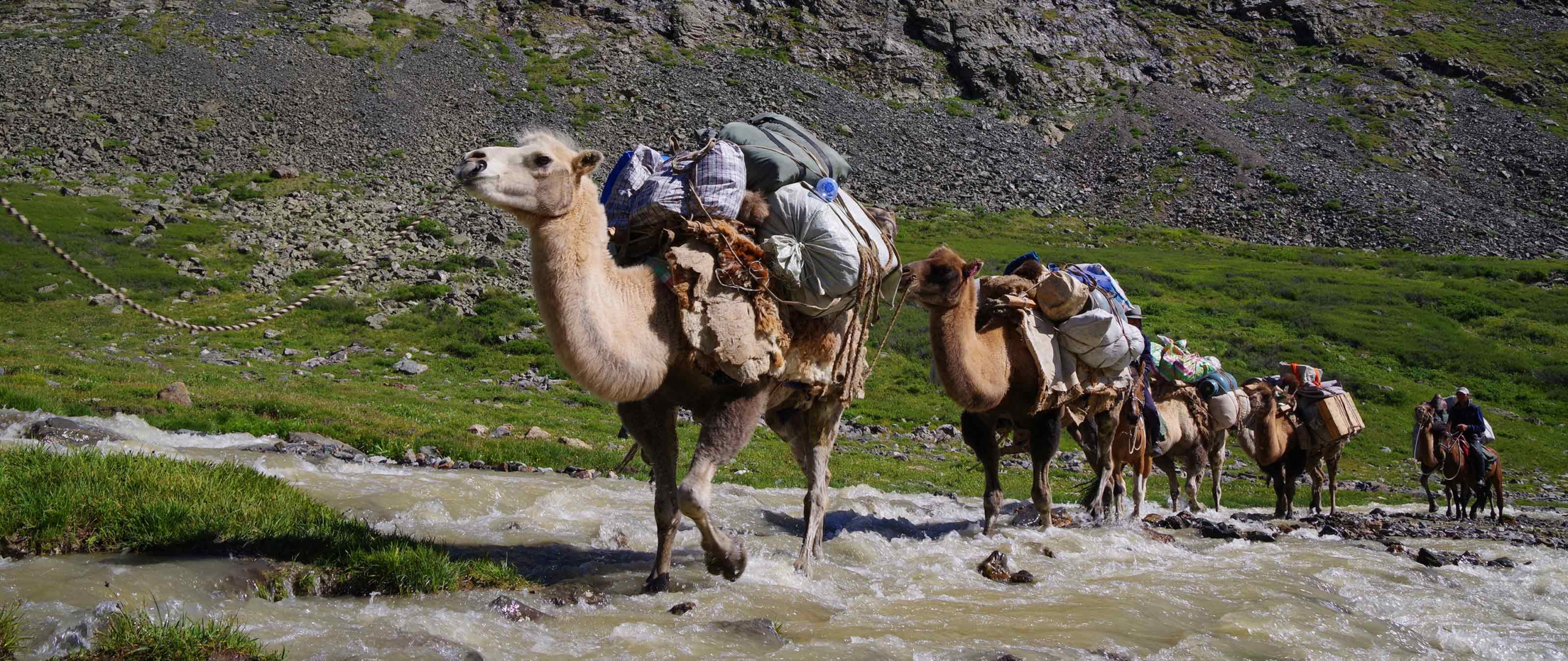 kamele-trekking-altai-puretreks-wandern