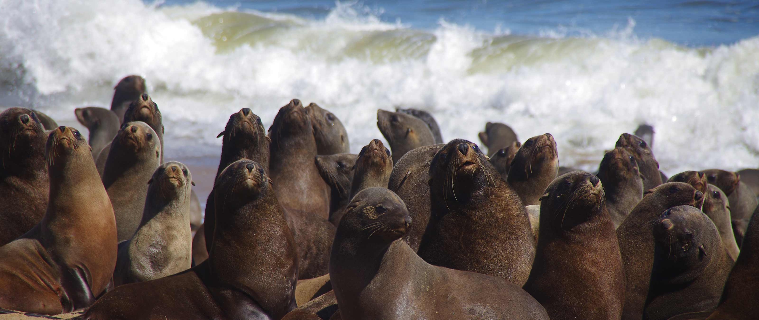 robbenkolonie-skelettkueste-namibia-puretreks