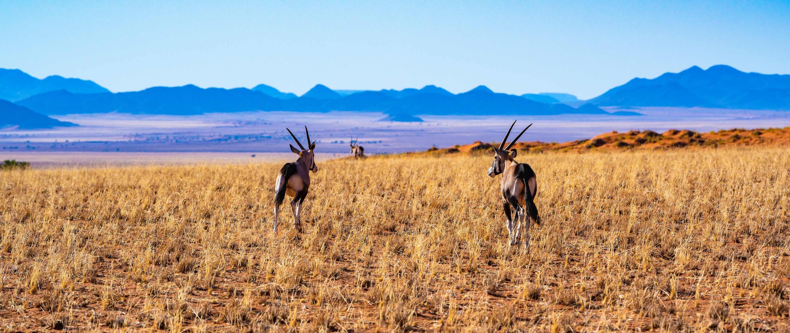 trekking-namibia-namibrand-wandern-puretreks