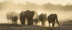 wuestenelefanten-namibia-wanderreise-puretreks