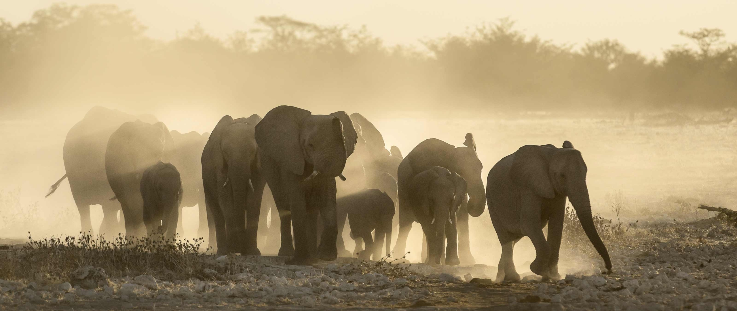 wuestenelefanten-namibia-wanderreise-puretreks