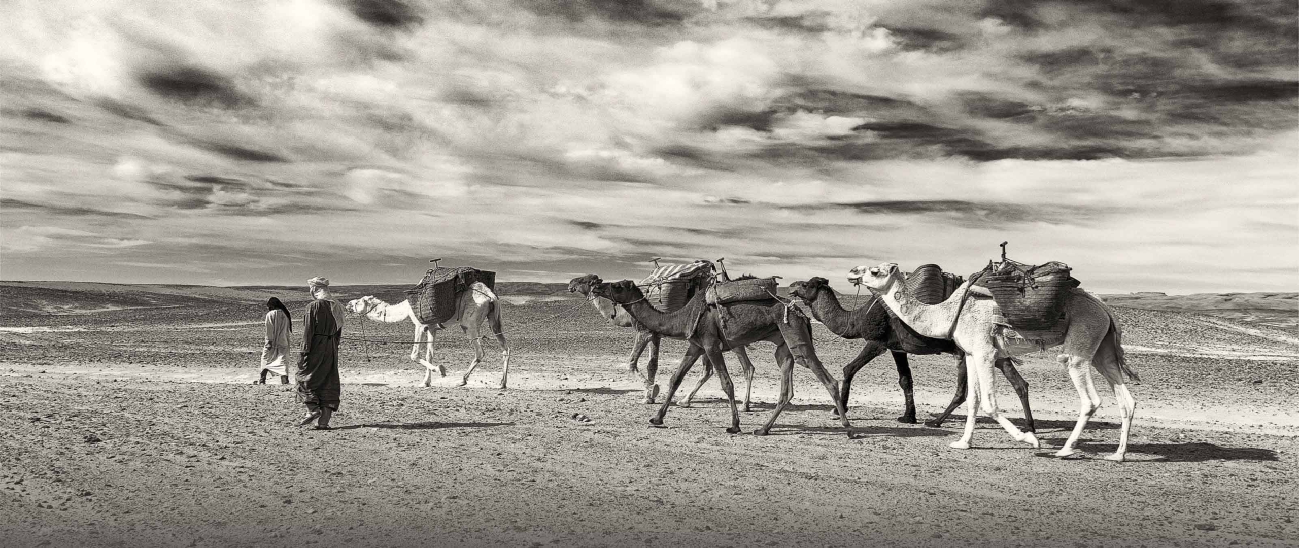 wuestenwandern-kamelkarawane-karawanenreise-puretreks