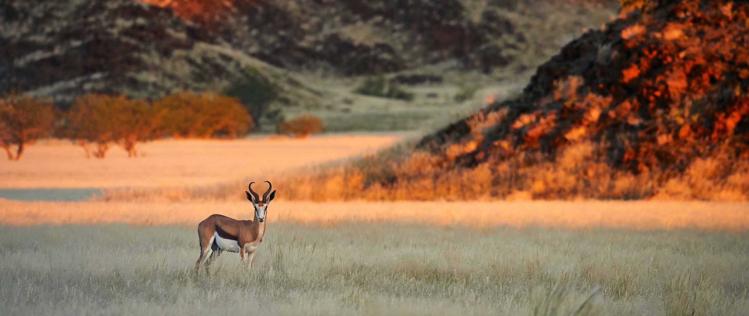 Sprinbock-damaraland-trekking-namibia-puretreks
