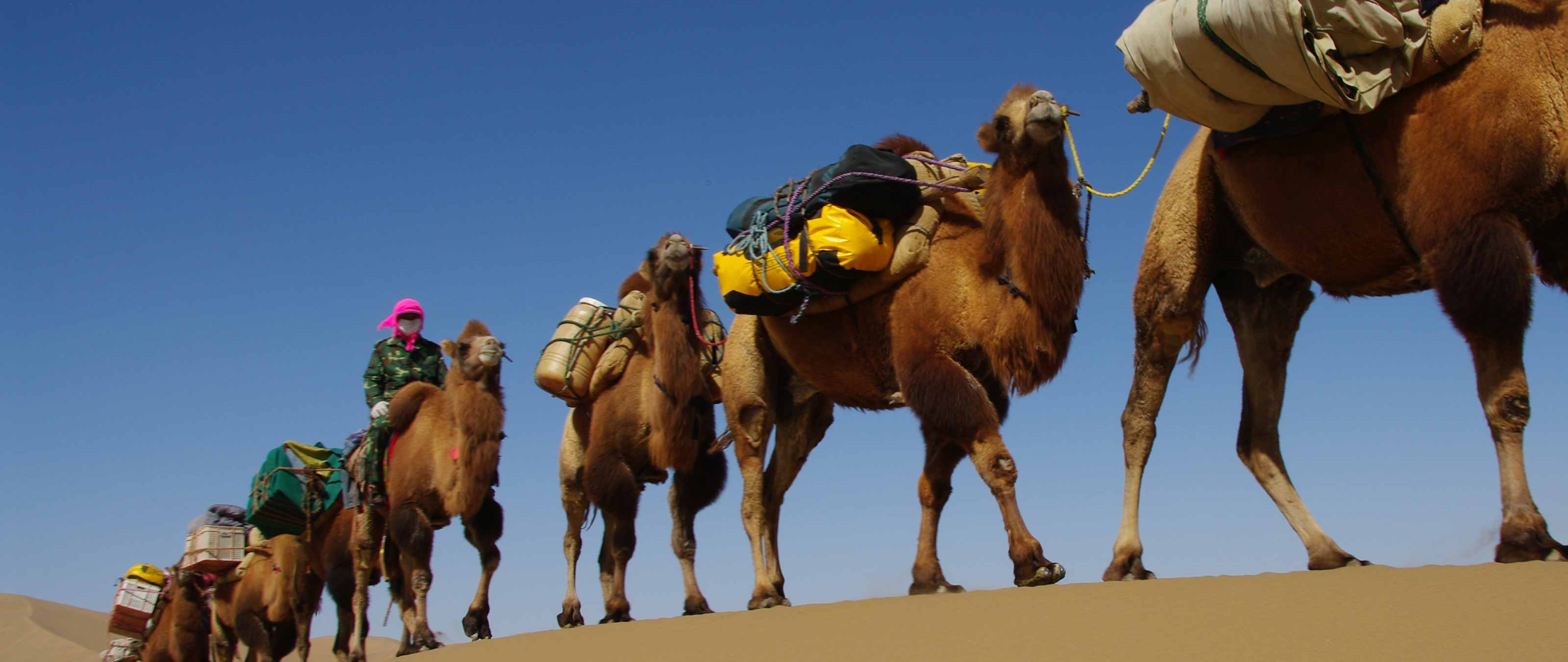 kamelkarawane-kameltrekking-wueste-gobi