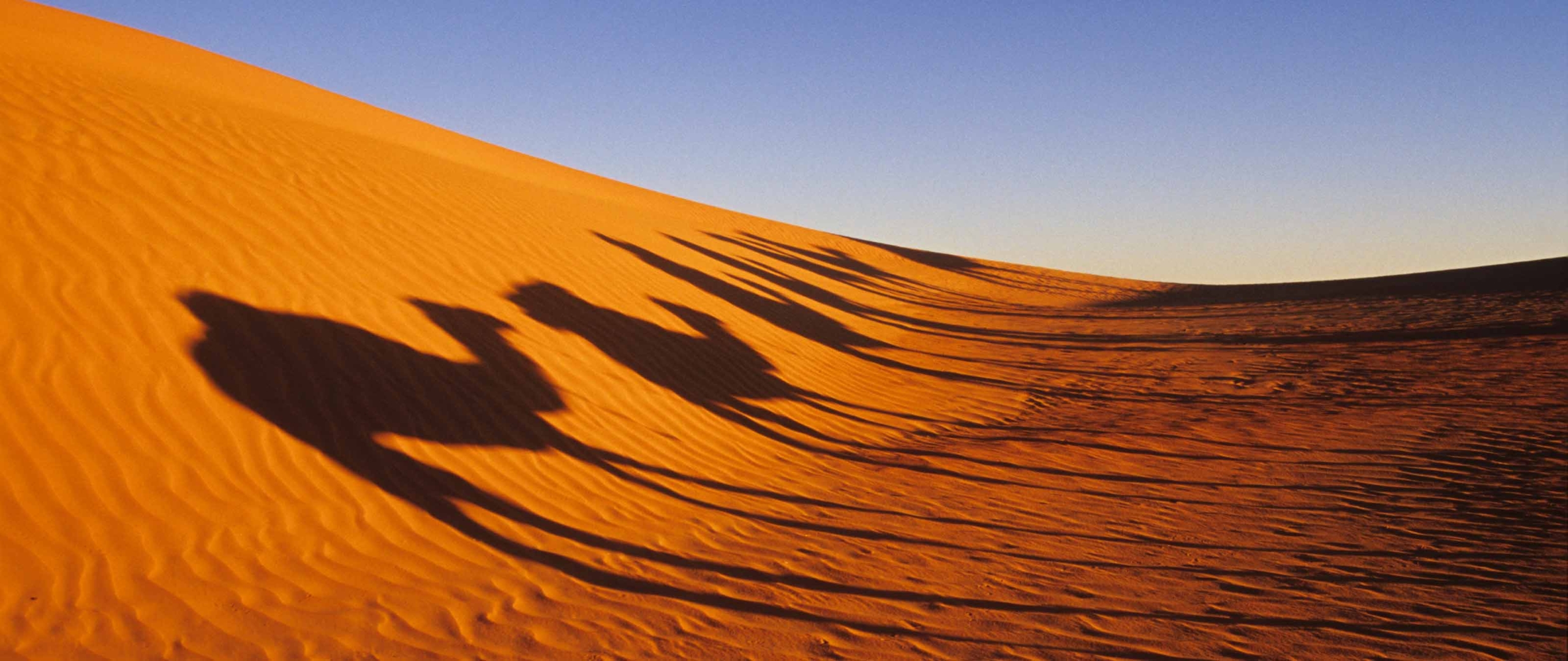 kamelschatten-sahara-mauretanien-wuestenexpedition