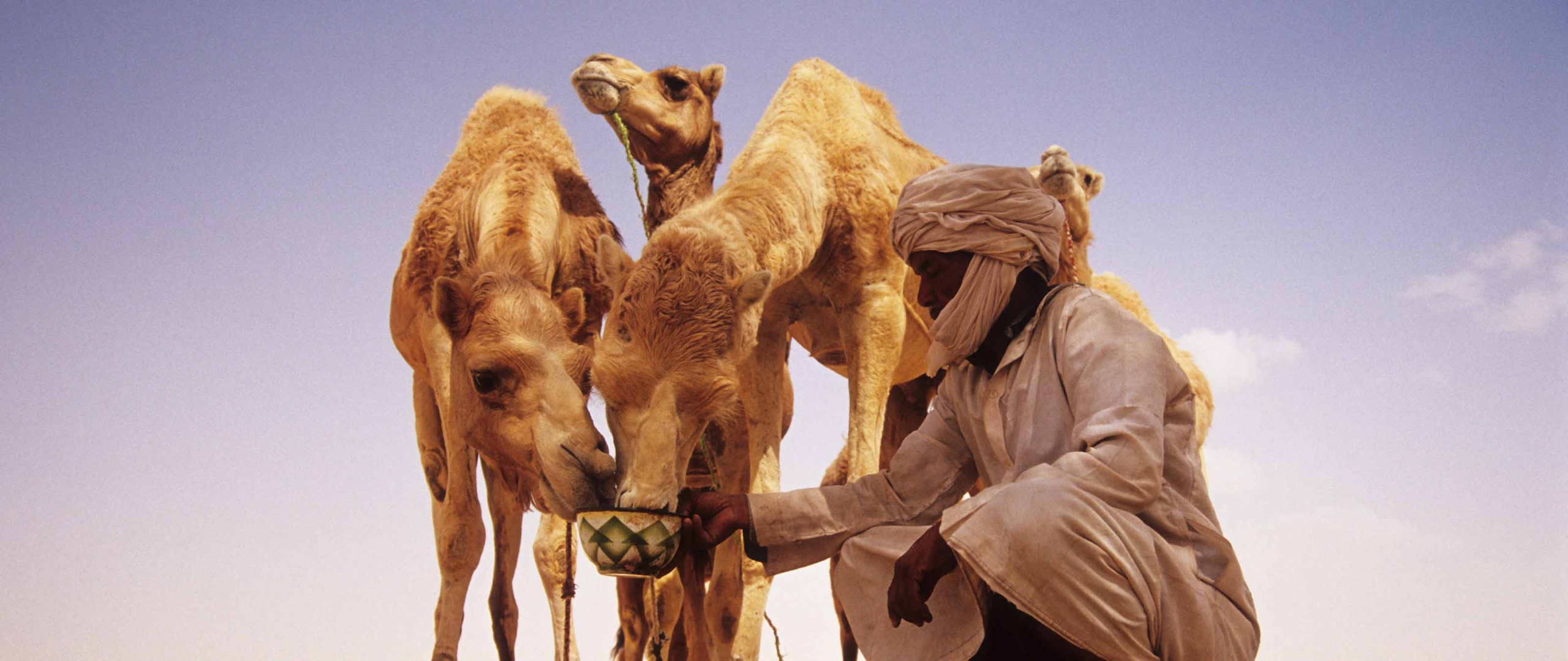 maurischer-nomade-kamelfuetterung-reise-mauretanien