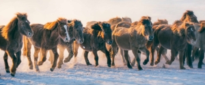 Wintermigration in der Mongolei mit Nomaden
