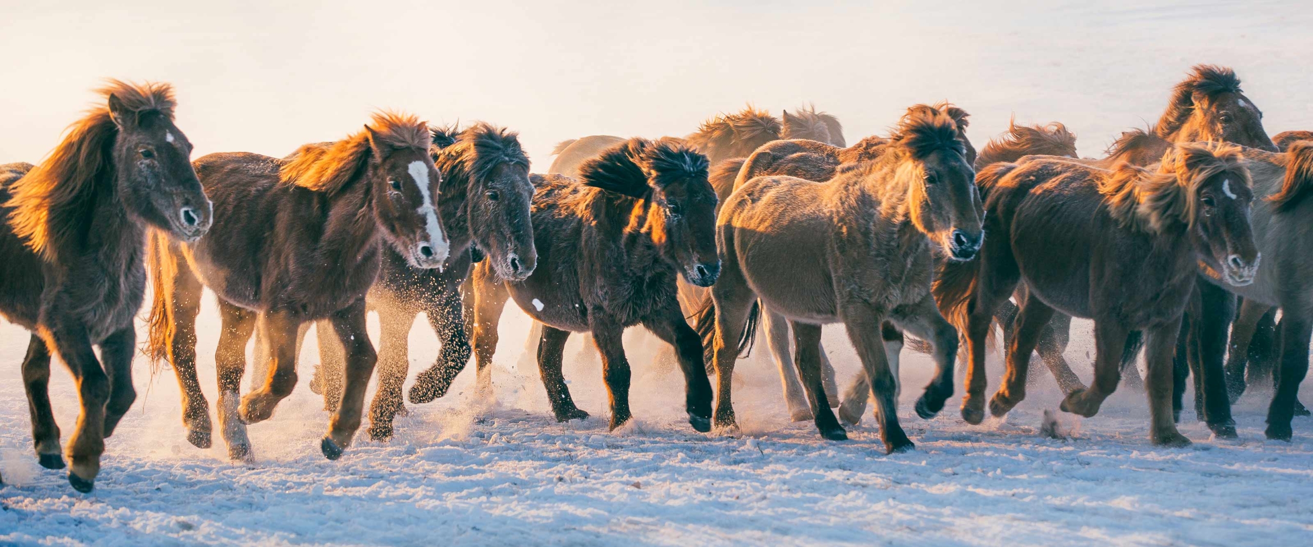 Wintermigration in der Mongolei mit Nomaden