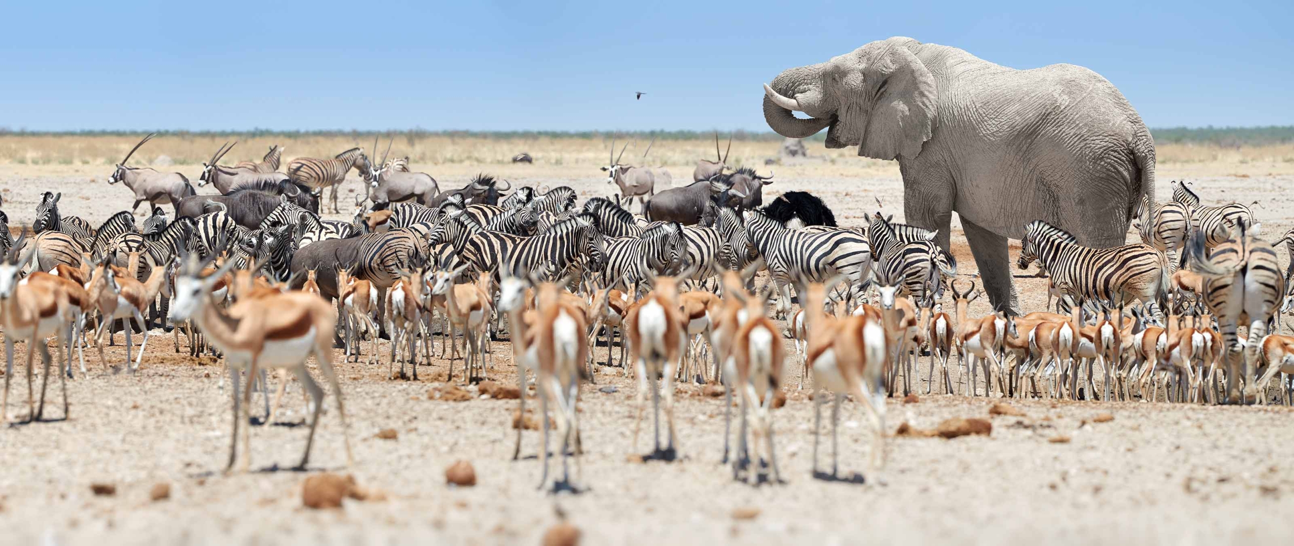 wasserloch-etosha-pfanne-reise-puretreks