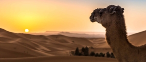 kamel-wuestentour-tunesien-karawanenreise-puretreks