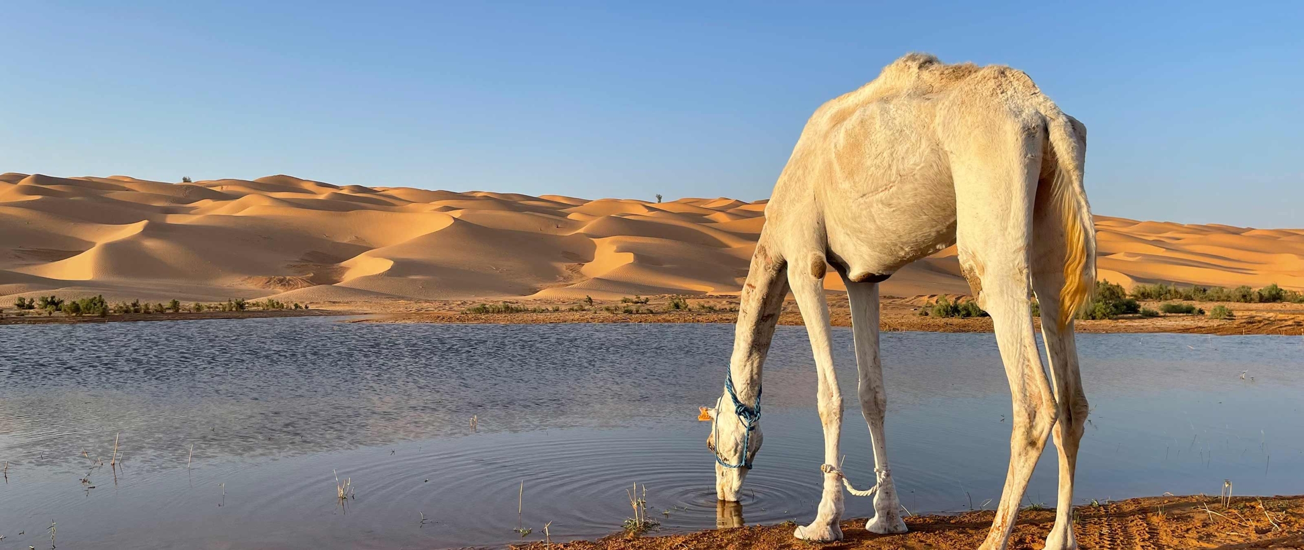 Kamel am Lac Haouidat