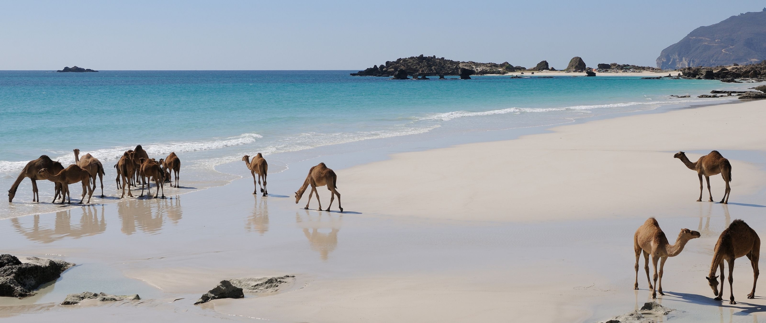 Kamele-am-indischen-ozean-oman-puretreks